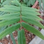 Pteris longifolia Liść