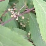 Callicarpa japonica Fruit