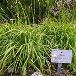 Allium zebdanense Elinympäristö