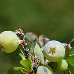 Vaccinium uliginosum Froito