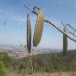 Oroxylum indicum Froito