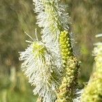 Sanguisorba canadensis ᱵᱟᱦᱟ