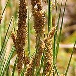 Sporobolus virginicus Fruit