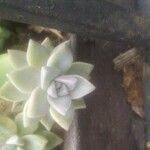 Graptopetalum paraguayense Folha