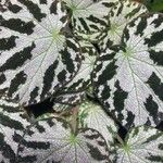 Begonia imperialis Hoja