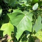 Liriodendron tulipiferaपत्ता