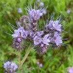 Phacelia tanacetifoliaBlomst