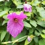 Dalechampia aristolochiifolia Flower