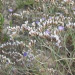 Limonium carolinianum Celota