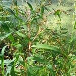 Persicaria punctata 整株植物