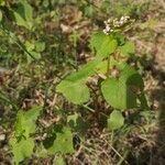 Fagopyrum tataricum Leaf