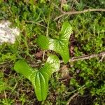 Dioscorea communis Blad