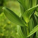 Veratrum album Hoja