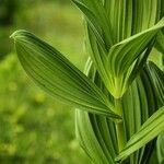 Veratrum album ഇല