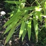 Phyllostachys bambusoides Blatt