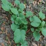 Cucumis melo Feuille