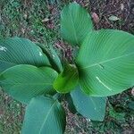 Calathea lutea List
