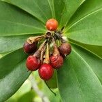 Jacquinia arborea Gyümölcs