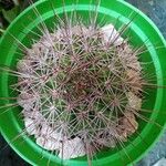 Melocactus pedernalensis List