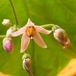 Solanum betaceumFlower