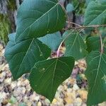 Populus nigra Folla