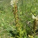 Pedicularis comosa Habit