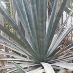 Agave sisalana অভ্যাস