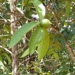 Alibertia edulis Fruit