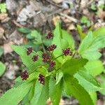 Thaspium trifoliatum Blüte