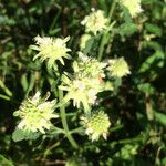 Pycnanthemum verticillatum Habit