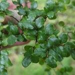 Nothofagus solandri Leaf