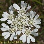 Orlaya grandiflora 花