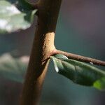 Flacourtia indica Rinde
