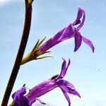 Lobelia urens फूल