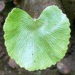 Adiantum reniforme Folio