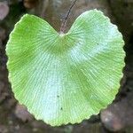 Adiantum reniforme Лист