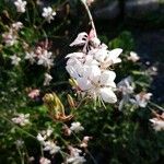 Oenothera gaura Fleur