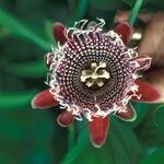 Passiflora quadrangularis Flor