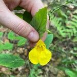 Impatiens noli-tangere花