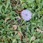 Globularia trichosantha