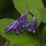 Hyacinthoides non-scripta Flower