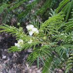 Acacia angustissima Hábito