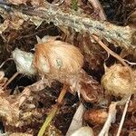 Polypodium cambricum Lapas