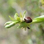 Ophrys arachnitiformis മറ്റ്