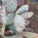 Opuntia macrocentra List