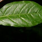 Petiveria alliacea Leaf