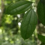 Celtis prantlii Hoja