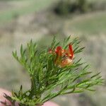 Adonis flammea Blad