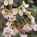 Begonia hydrocotylifolia 花