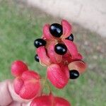 Harpullia arborea Fruit